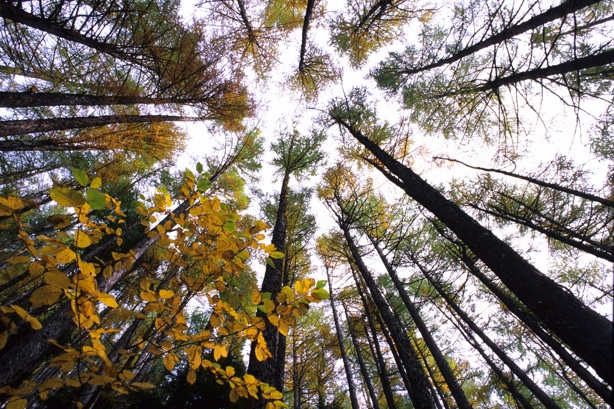 autumn-trees