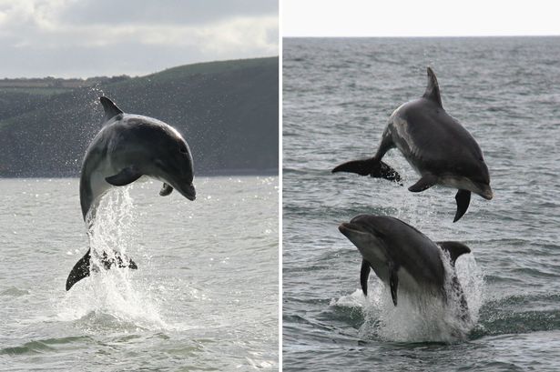 Bottlenose dolphins in Cardigan Bay