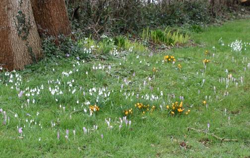 Crocuses