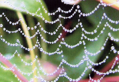 dew
