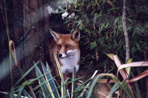 fox2