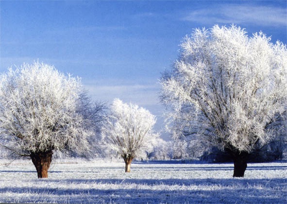 frost
