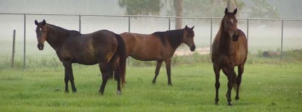 horses