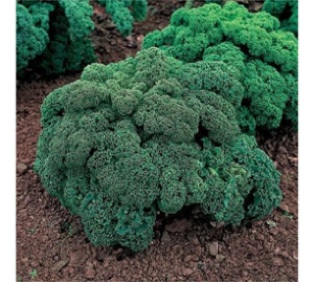 Kale 1a