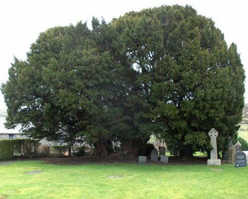 Llangernyw Yew Tree