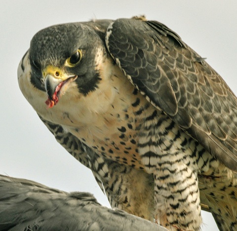 peregrine-falcon