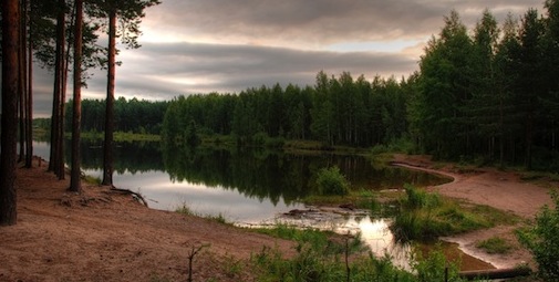 pines-and-birches