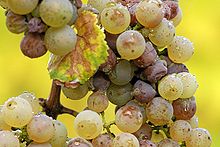Riesling Grapes with Noble Rot
