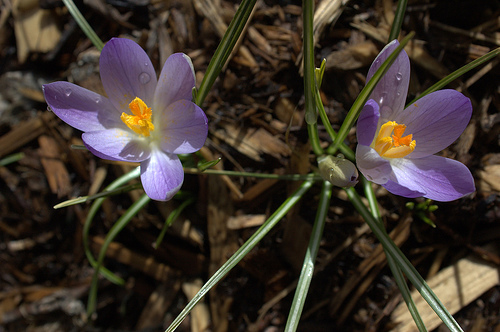 spring