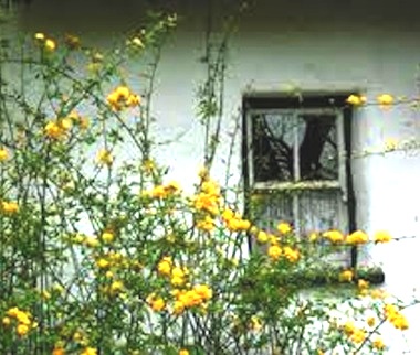 the-window2