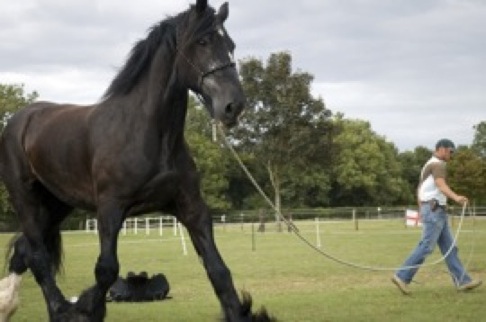 Using A Lunge Line