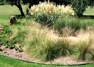 Ornamental grass bed