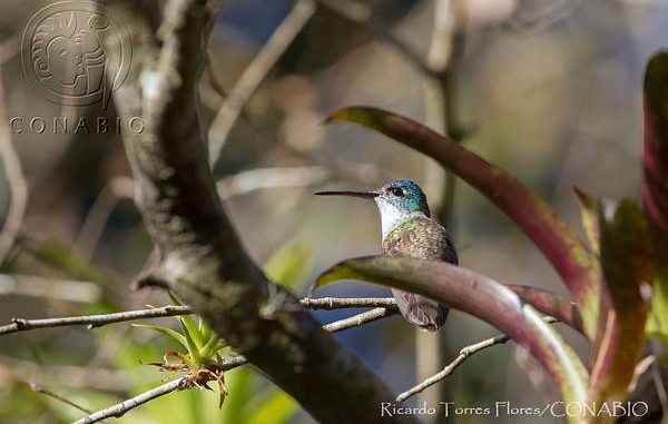 Hummingbird