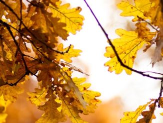 Sun streams through the leaves