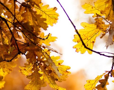 Sun streams through the leaves