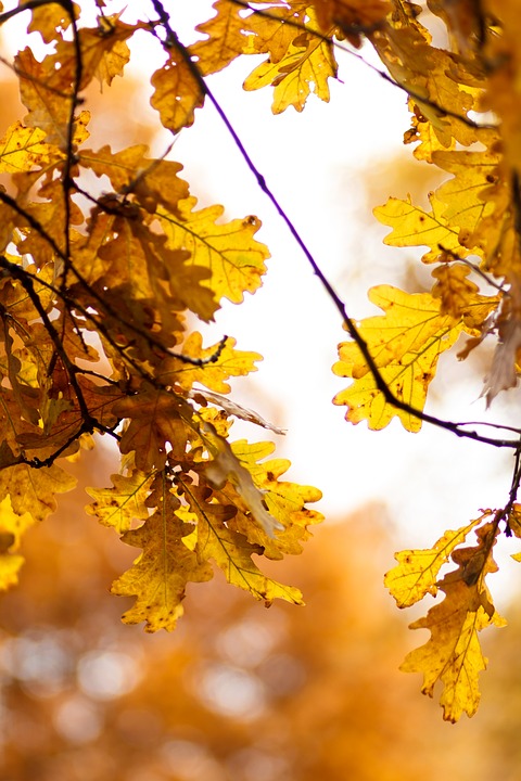 Sun streams through the leaves